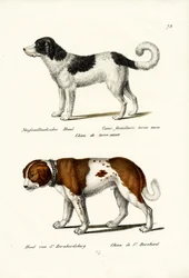 Cane di Terranova, 1824
